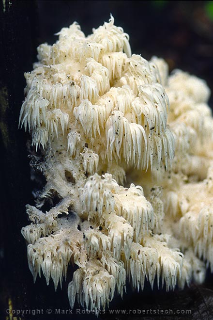 White Beard Fungus - 7d203627