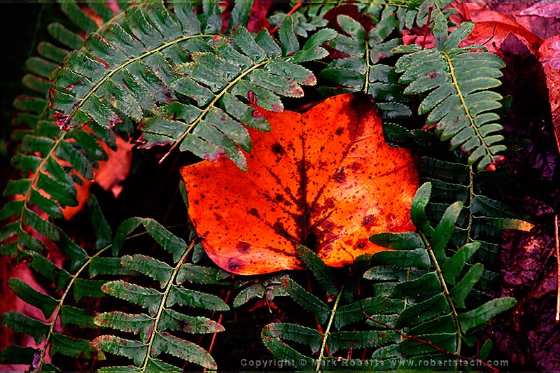 Fallen Leaf Amongst Fern - 7d205009
