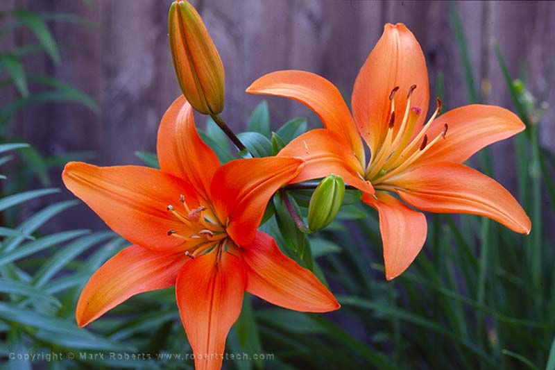 Orange Lily in Dalton, MA - 7d302235