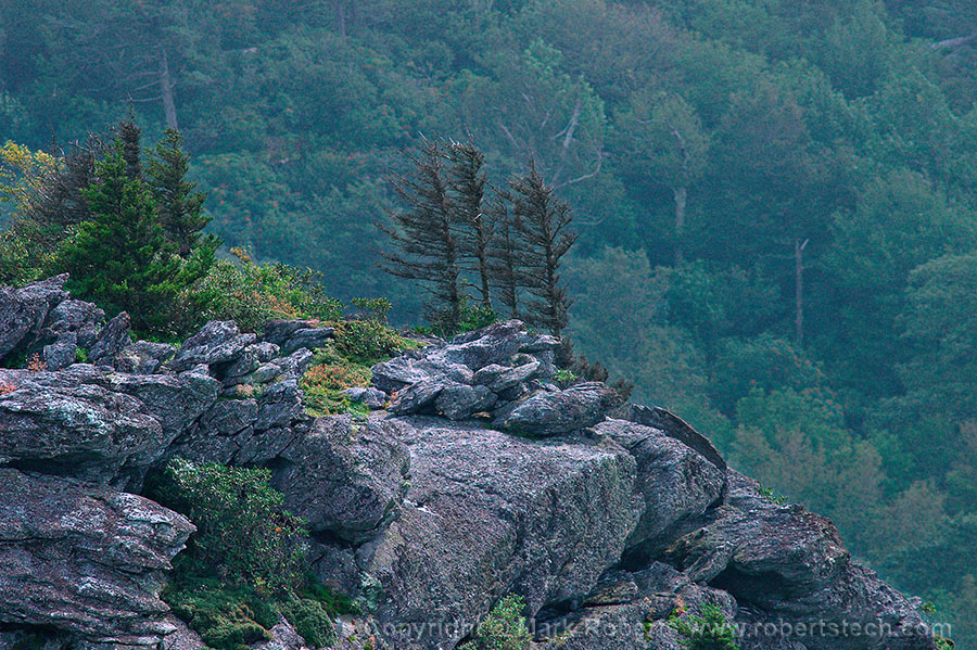 Granite and Pines in the Blue Ridge - 7d303801