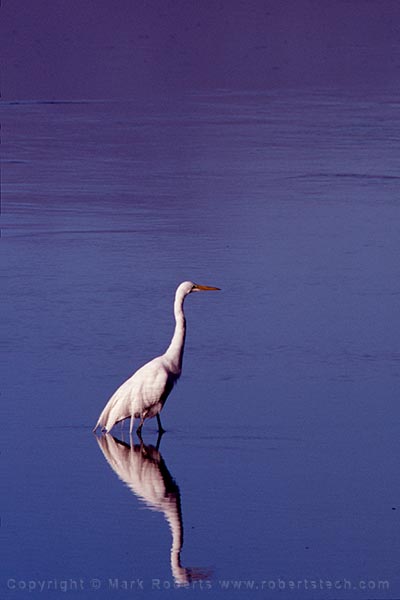 Egret in Bolinas Lagoon - 7d400403