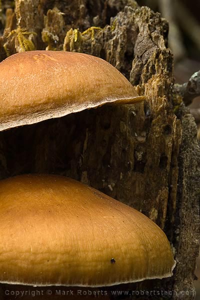 Fungus in Tree Stump - 7d405840