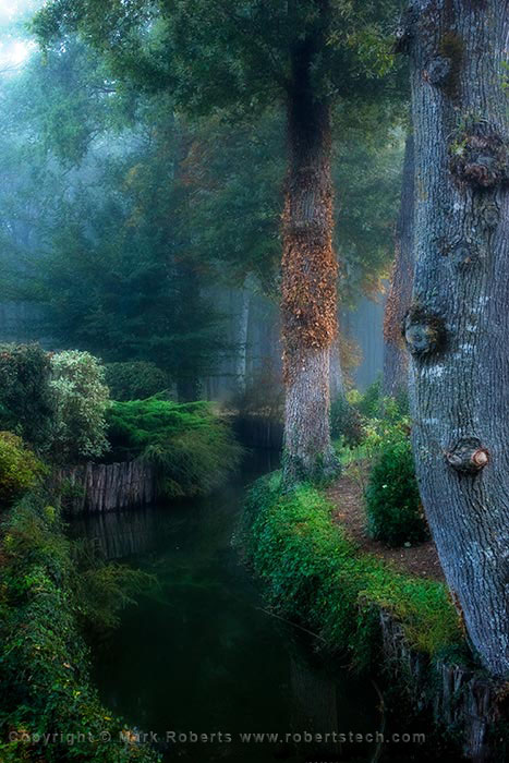 Loire Fog and Trees - 7d505110