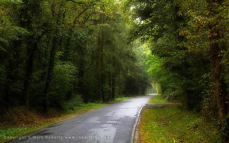 Quiet Road in the Woods - 7d505600