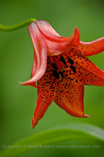 Gray's Lily (Lilium grayi)