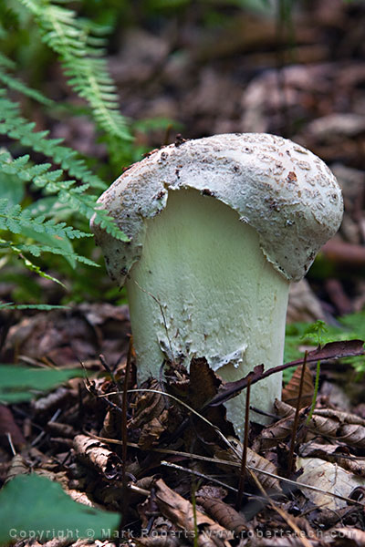 Fungus in Ferns - 7d804025