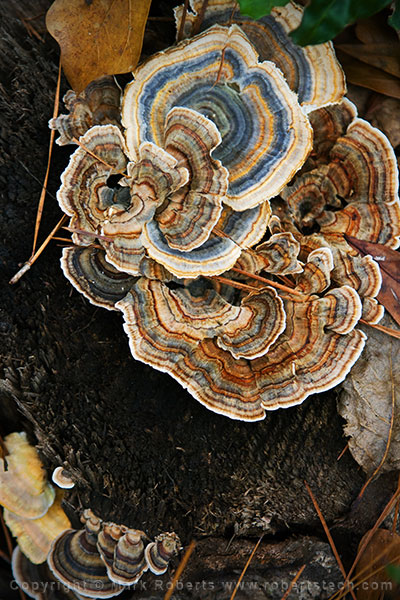 Fungus Patterns and Color - 7d906909