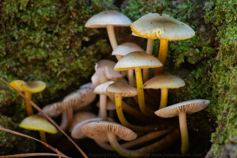 Fungus in Mossy Tree Stump - 7d906927