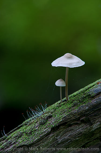 Mushrooms on Branch - 7da02551