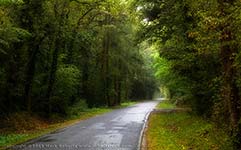 Quiet Road in the Woods