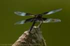 dragonflycloseup_small.jpg
