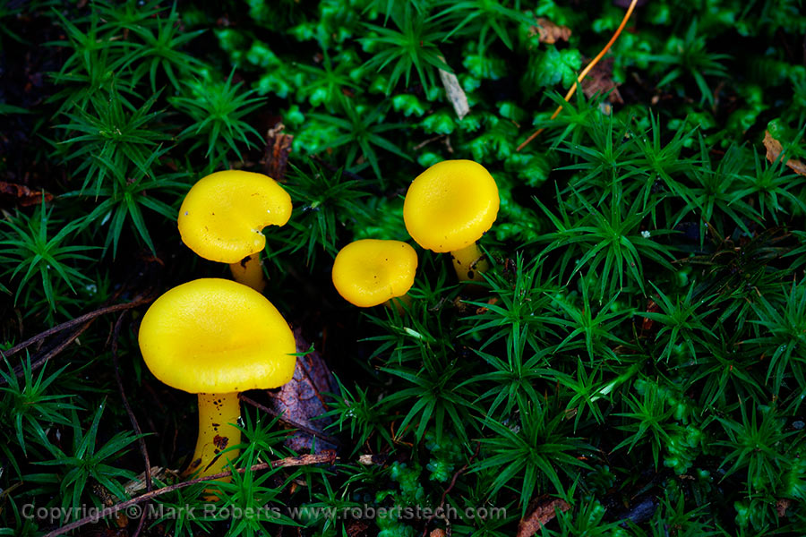 Mushrooms in Moss - 7d303701