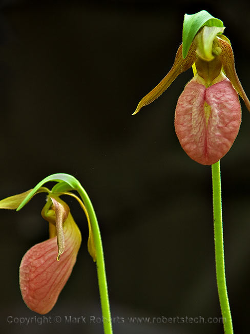 Lady's Slippers - 7d502300