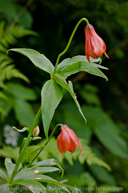 Gray's Lily - 7d803225