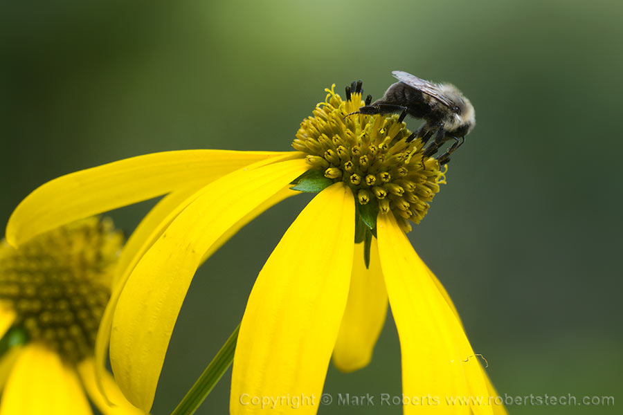 Bee on Coneflower - 7d804769