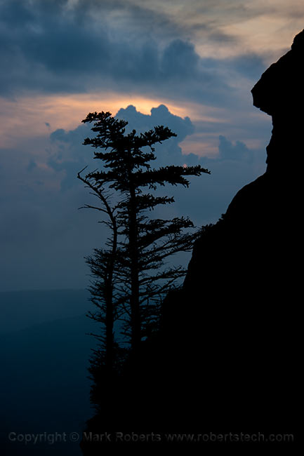Tree Silhouette at Night - 7da02406